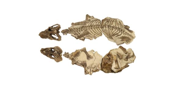 The skeleton of Moschorhinus kitchingi, a prehistoric therapsid. Photos show NMQR 3351, the largest known specimen, from both the top (dorsal) and bottom (ventral) views. Photographs by Brandon P. Stuart.